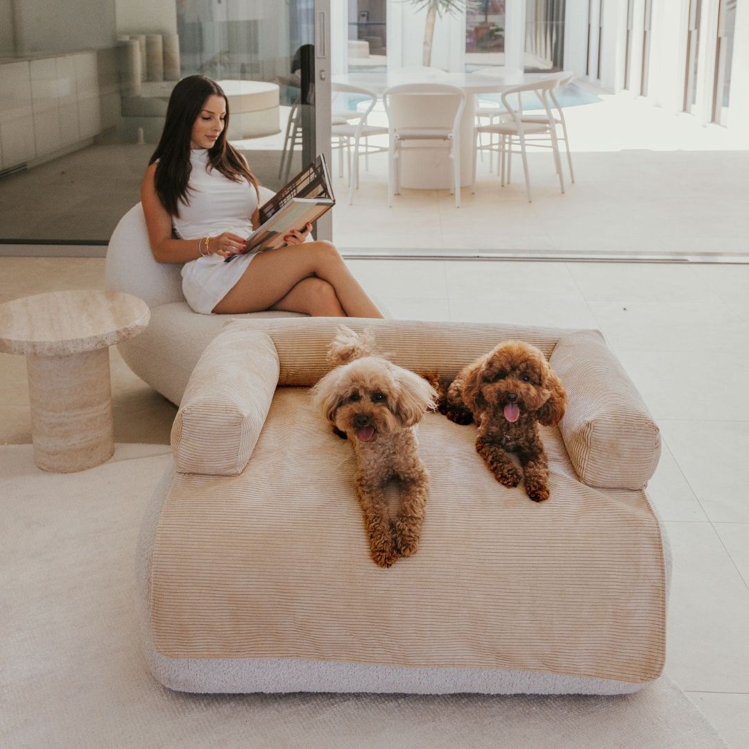 Large dog couch australia best sale