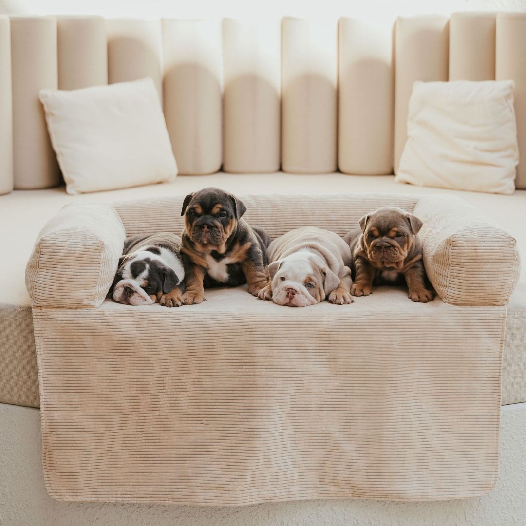 Deluxe Dog Couch Bed