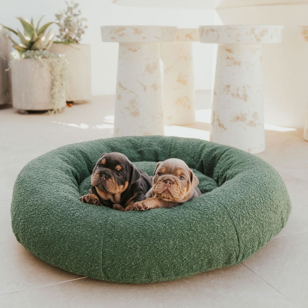 Beautiful dog beds best sale